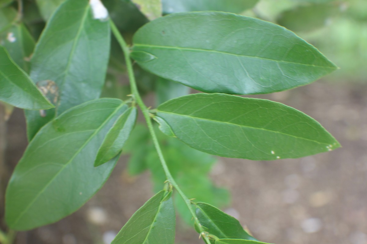 Capparis brevispina DC.